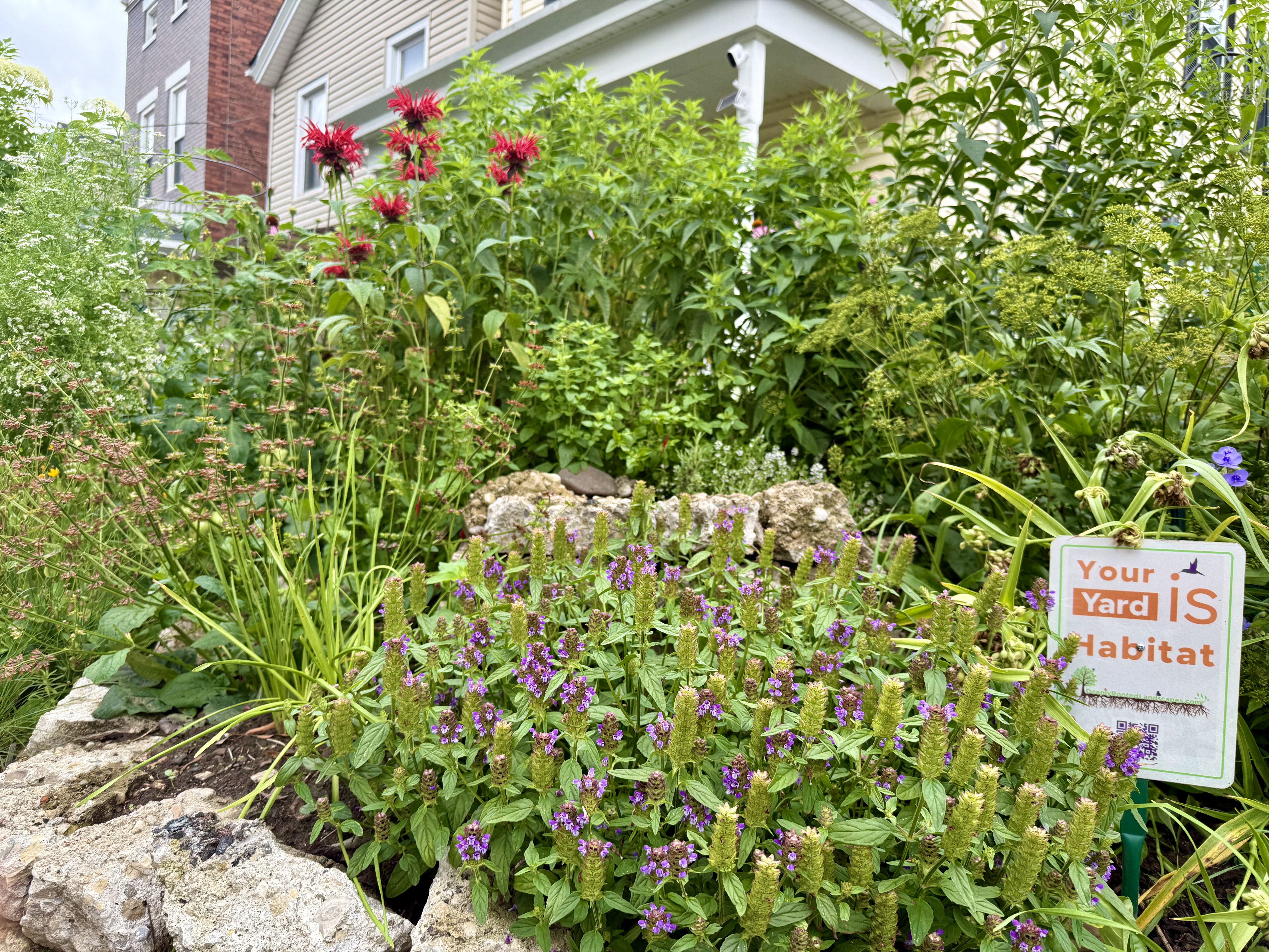 Adam's Garden with Bee Balm and Self Heal